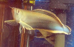 arowana feeding